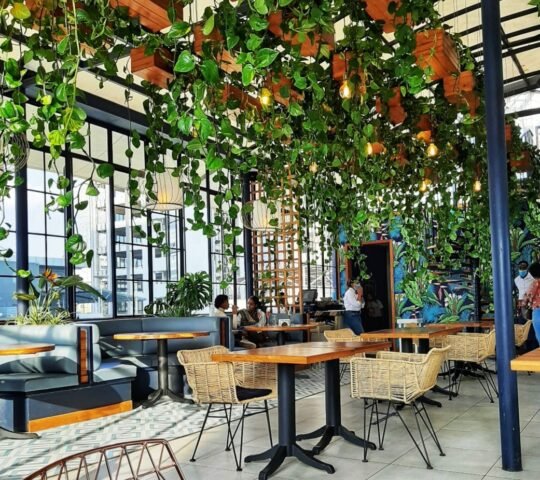 Pepper Tree
