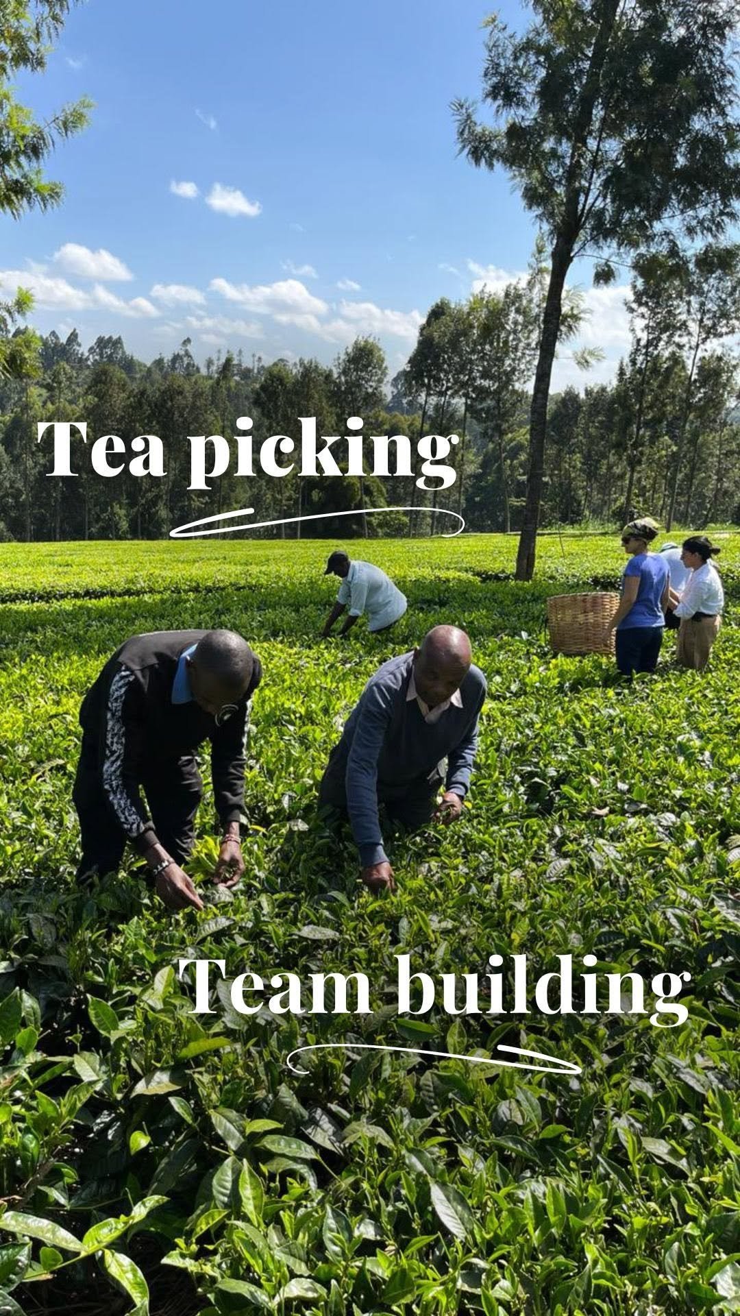 Tea Farm Tour Tea Farm Tour