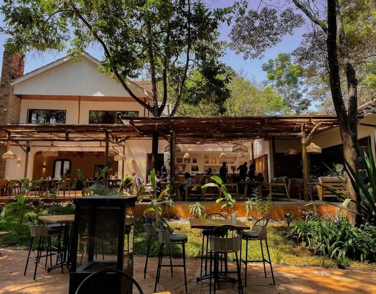 Cotton Tree Cotton Tree