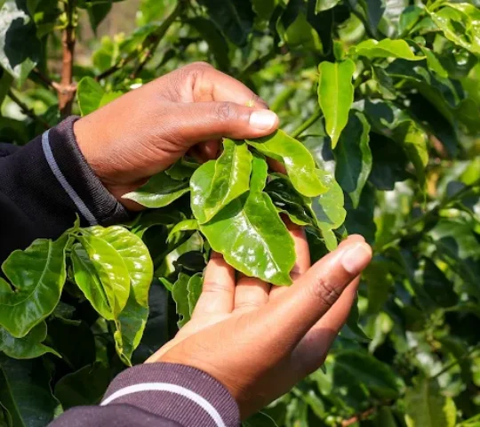 Karunguru Coffee Tours