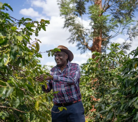 Guka Coffee Farm