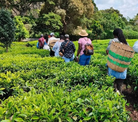 Tigoni Life Tea Farm Tours